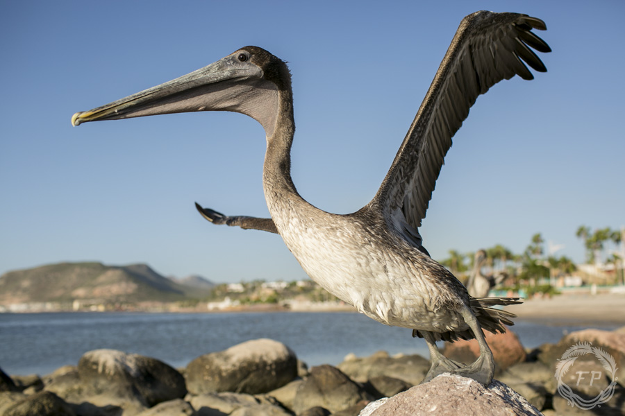014-curso-de-foto-en-la-paz-francisco-peña-pelican